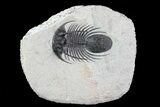 Bargain, Kolihapeltis Trilobite - Long Spines #72891-1